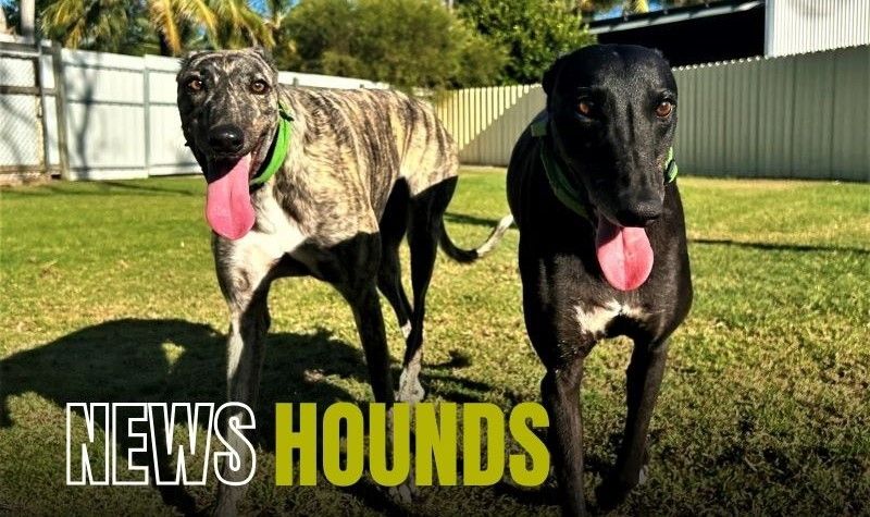 News-Hounds-Header