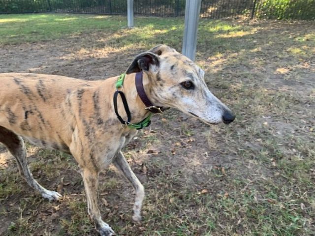 Photo of Penny