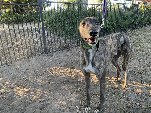 Photo of Oakley