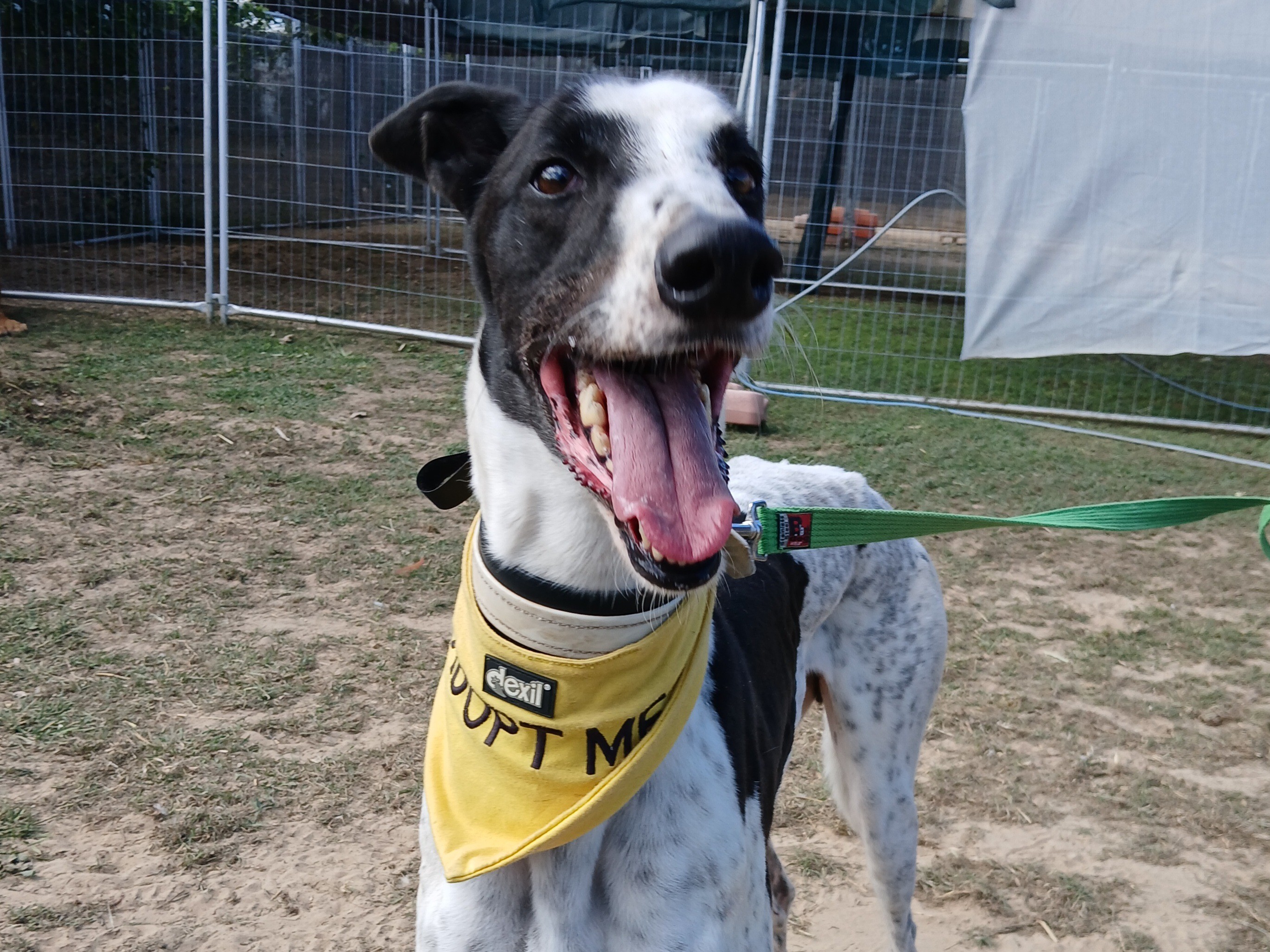 Image of Alfie