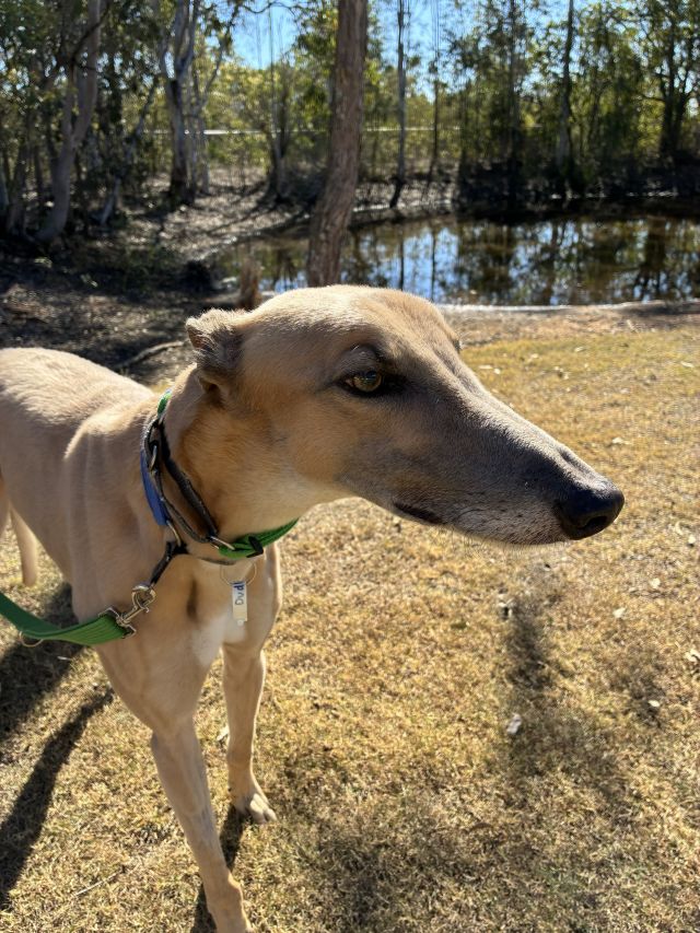 Photo of Dudley