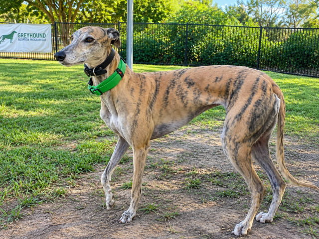 Photo of Penny