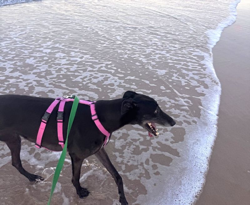 Millie enjoying her new home life