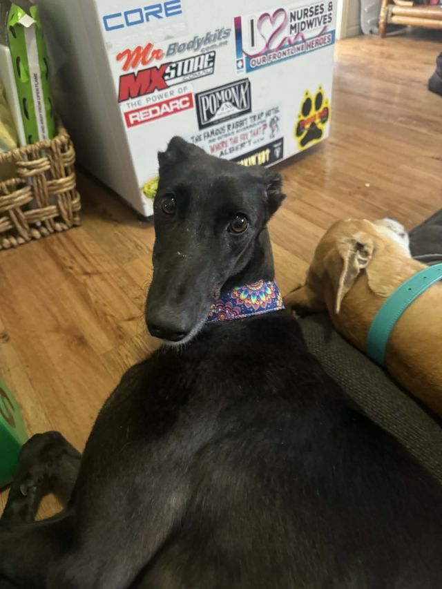 Photo of Gigi