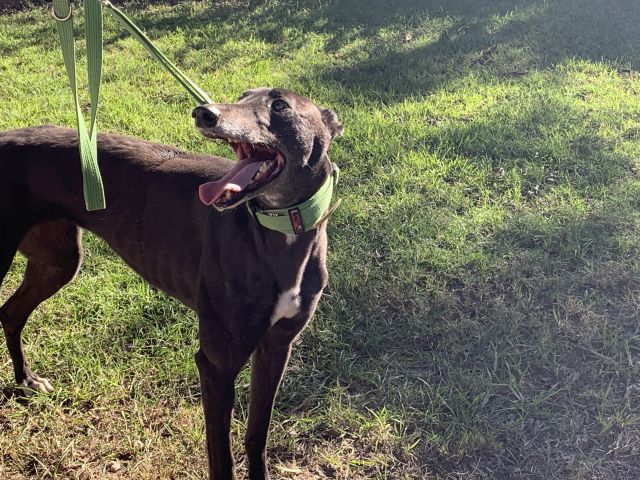 Photo of Willow