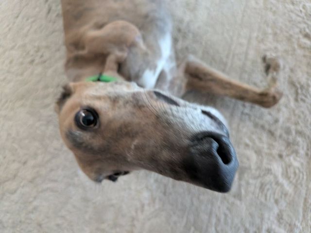 Photo of Pesto