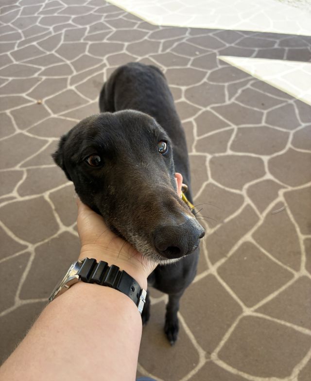 Photo of Onyx