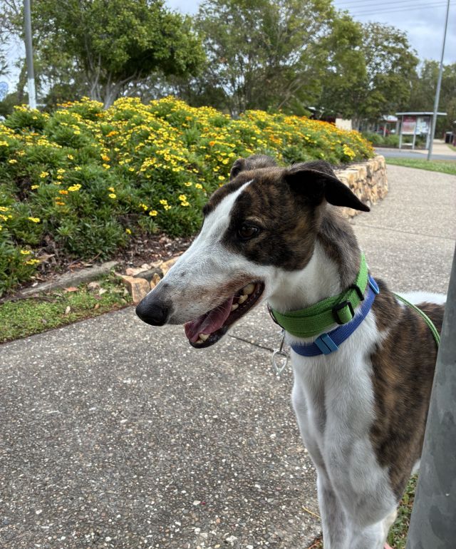 Photo of Dozer