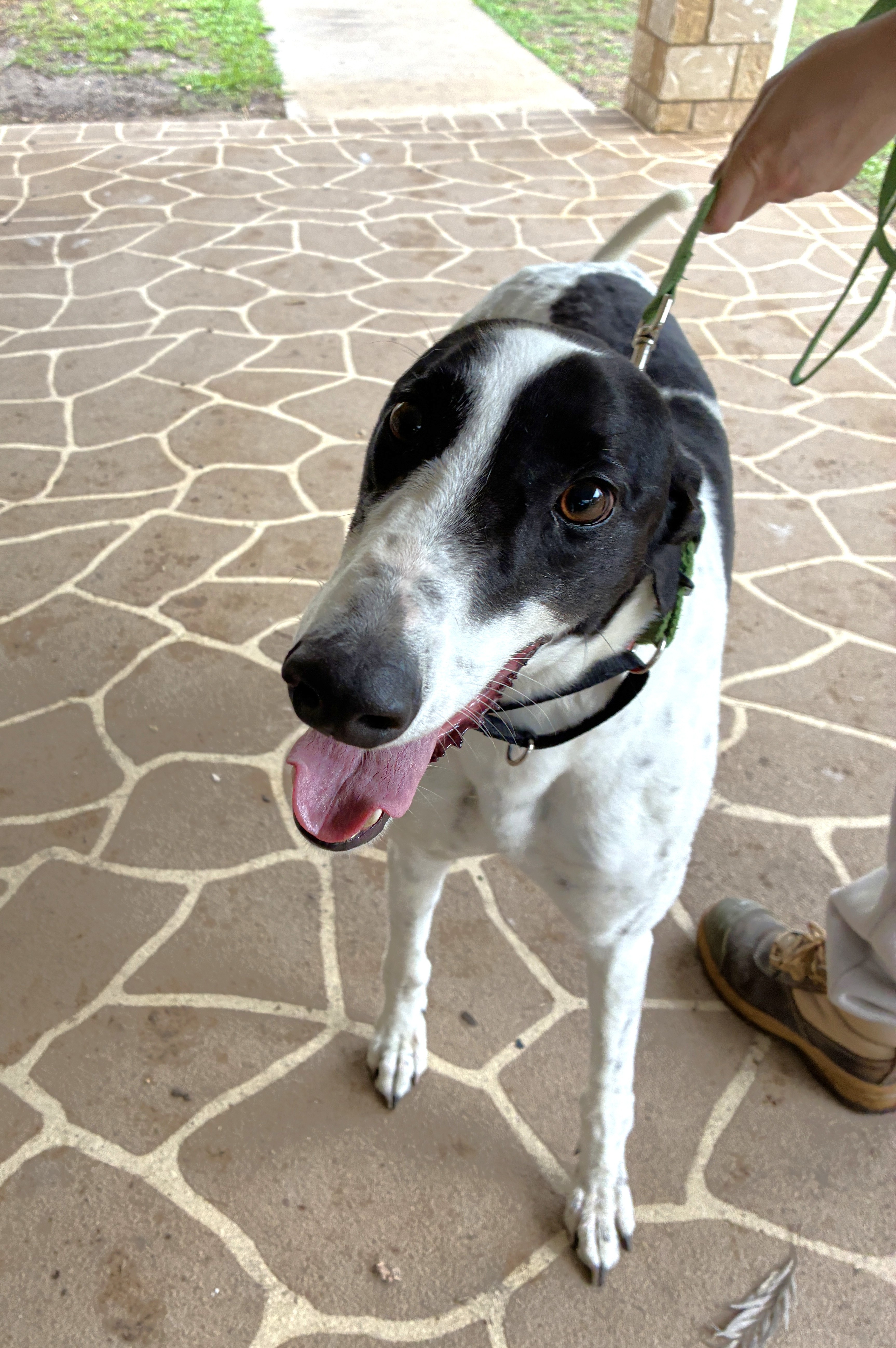 Image of Darcy