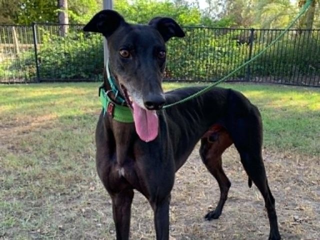 Photo of Toby