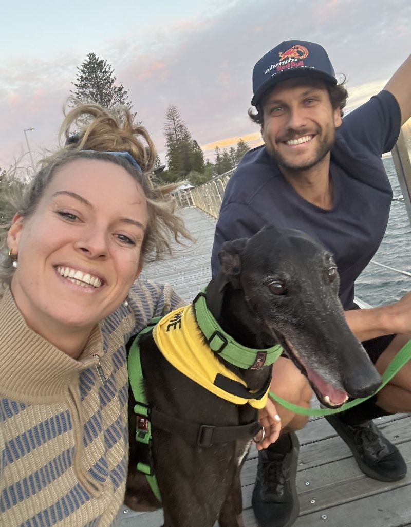 National Greyhound Adoption Month