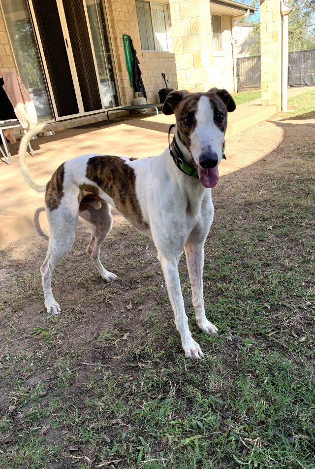 Photo of Dozer