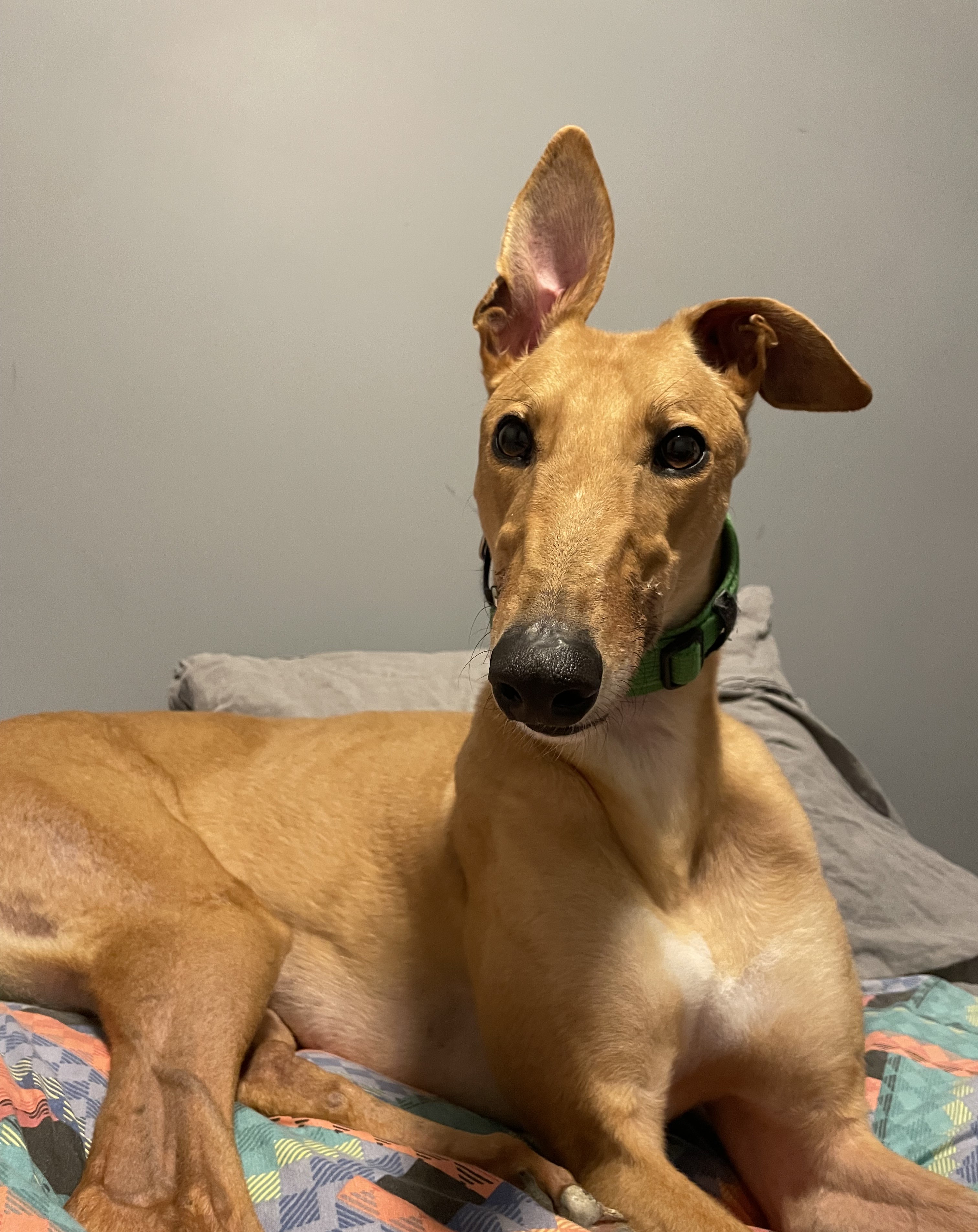 Image of Tommy