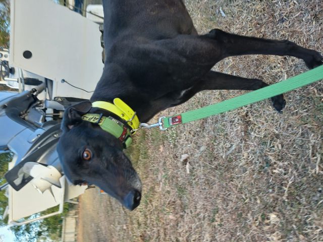Photo of Buddy
