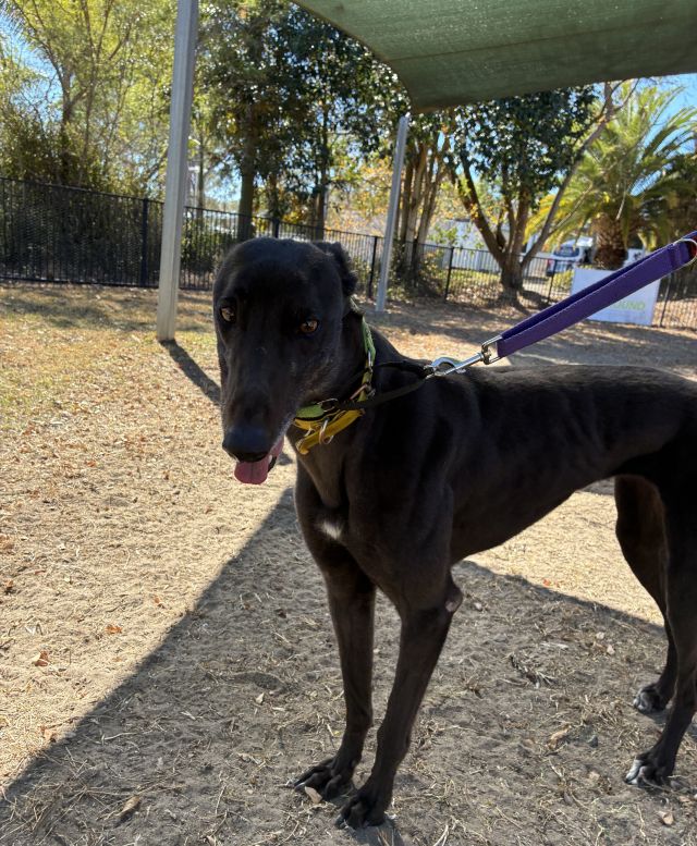 Photo of Onyx