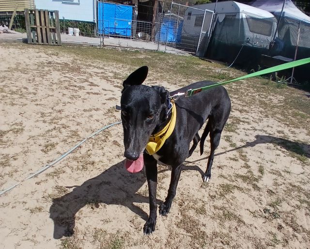 Photo of Shadow
