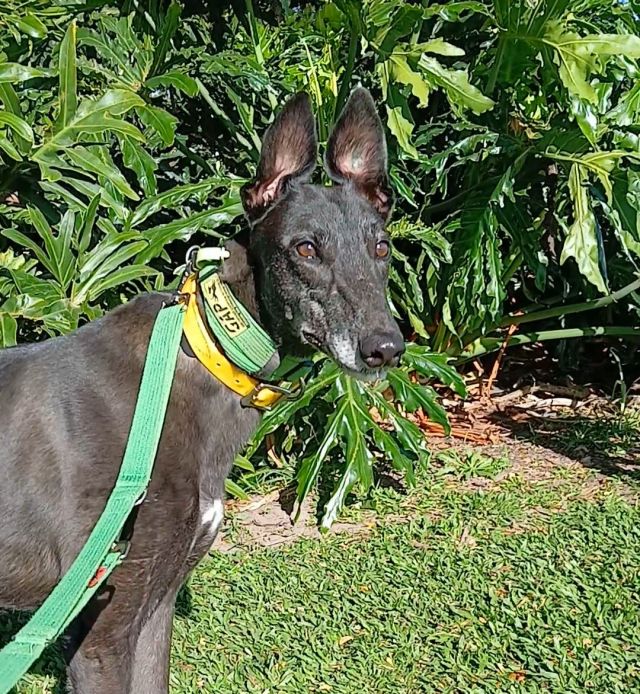 Photo of Bindi