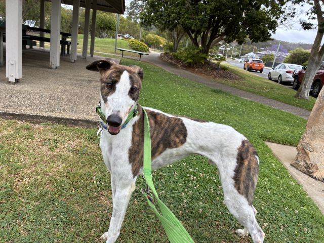 Photo of Dozer