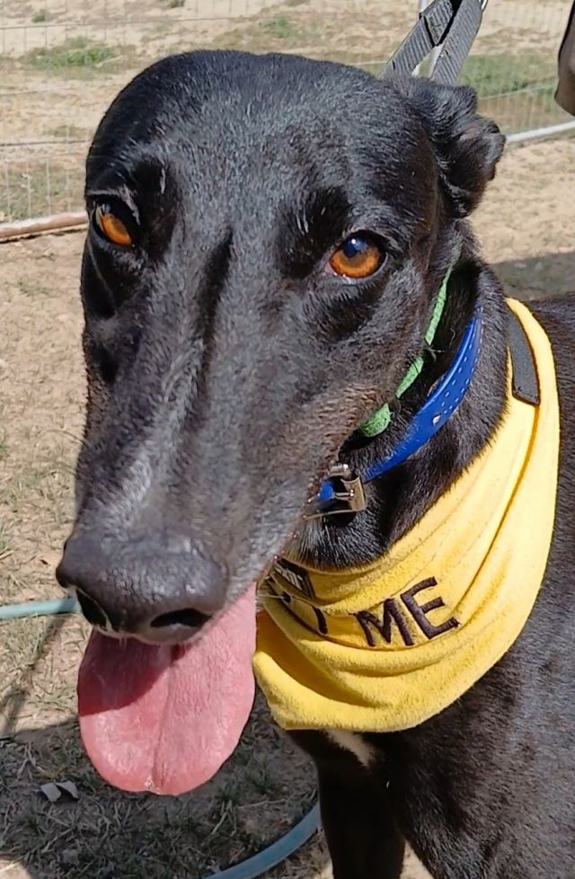Photo of Shadow