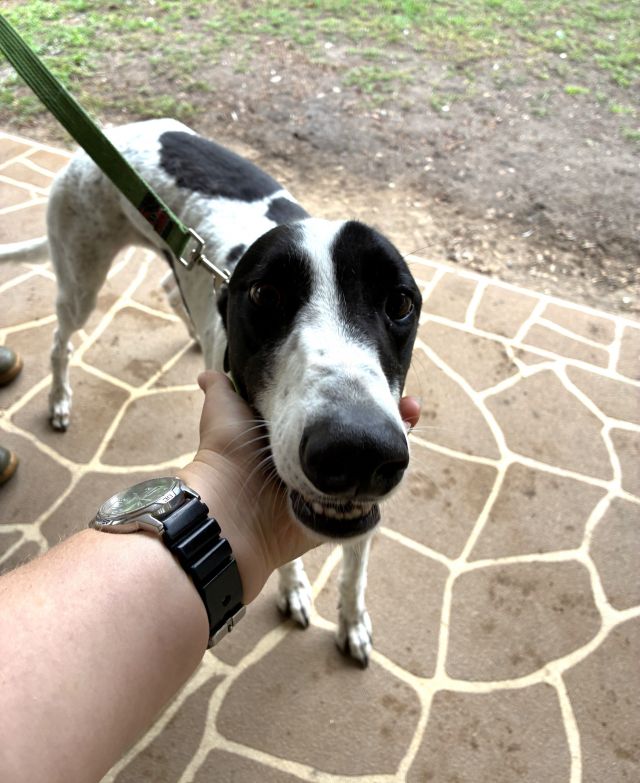 Photo of Darcy