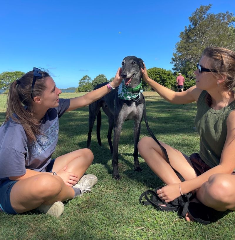 National Greyhound Adoption Month