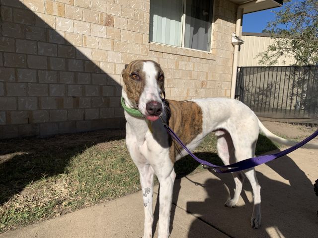 Photo of Tyson
