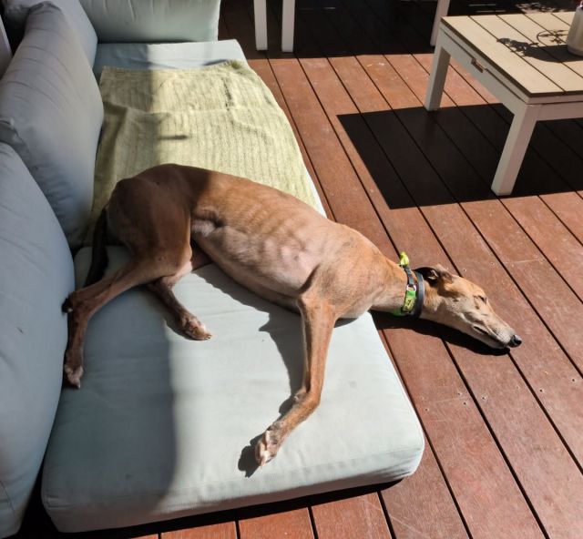 Photo of Pesto