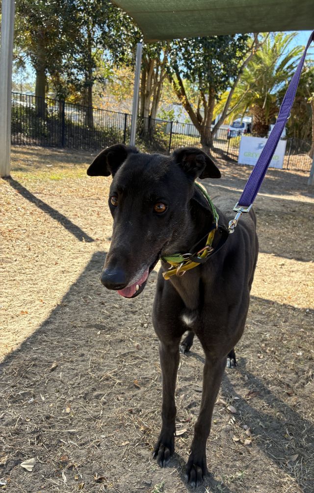 Photo of Onyx