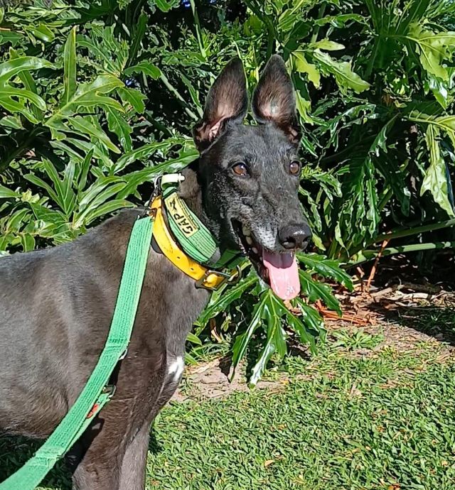 Photo of Bindi