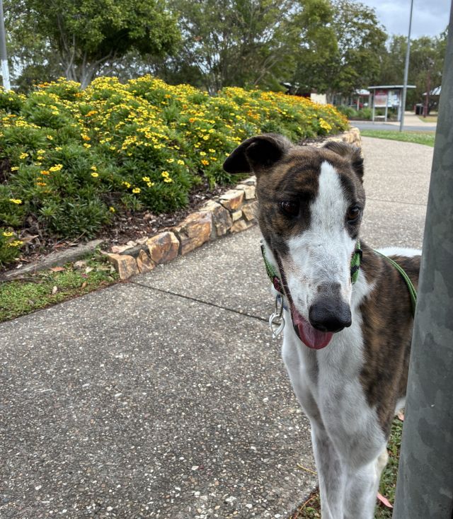 Photo of Dozer
