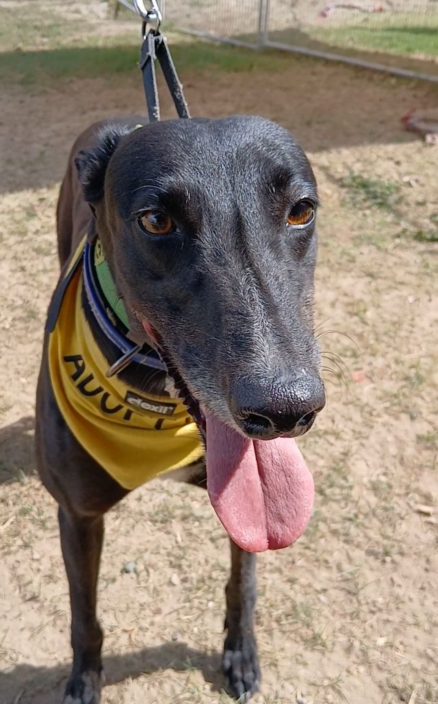 Photo of Shadow