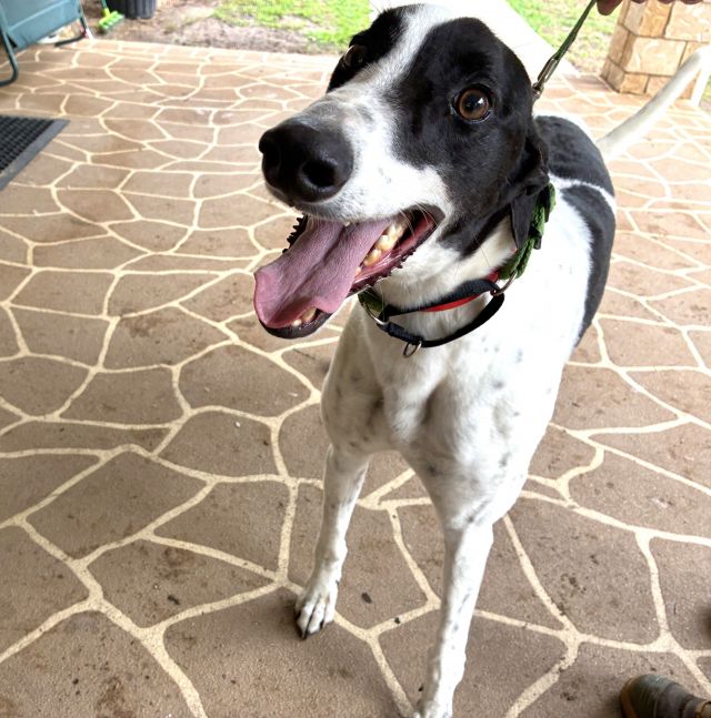 Photo of Darcy