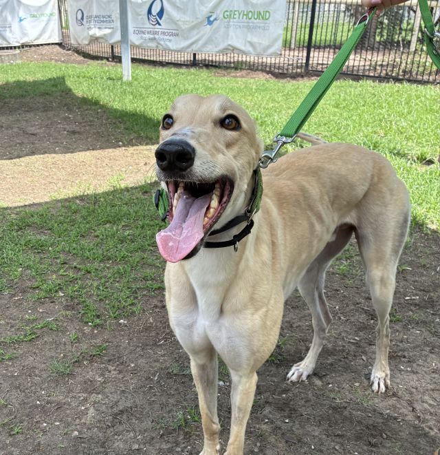 Photo of Digger