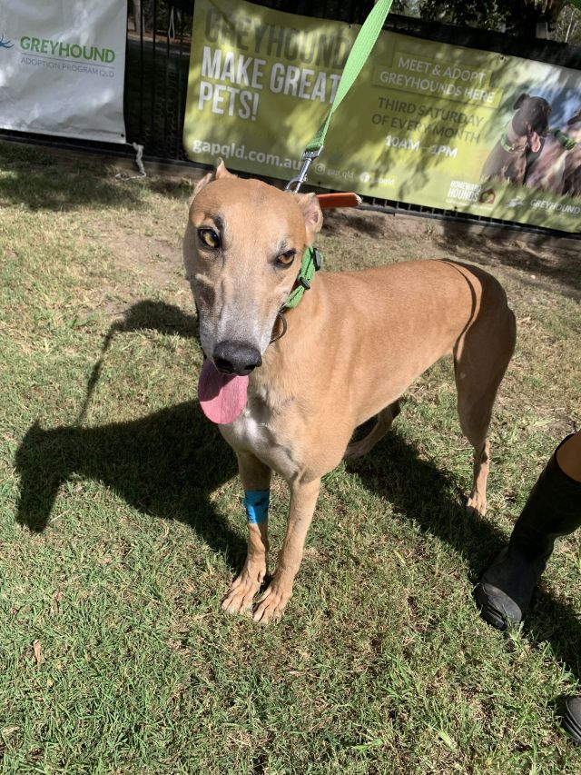 Photo of Cookie
