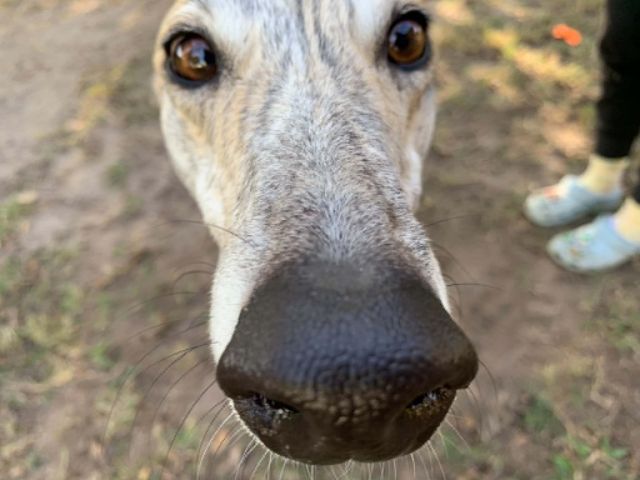 Photo of Penny