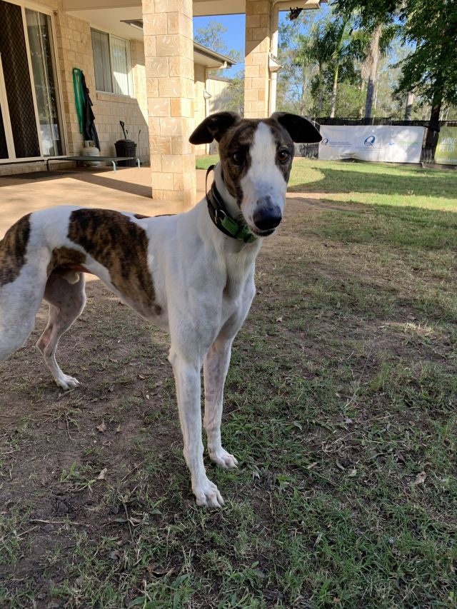 Photo of Dozer