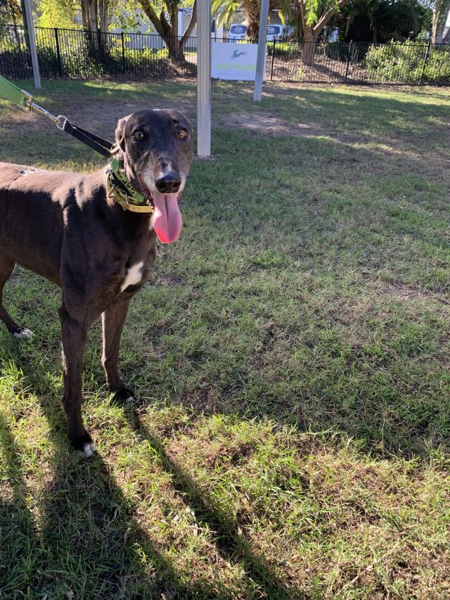 Photo of Willow