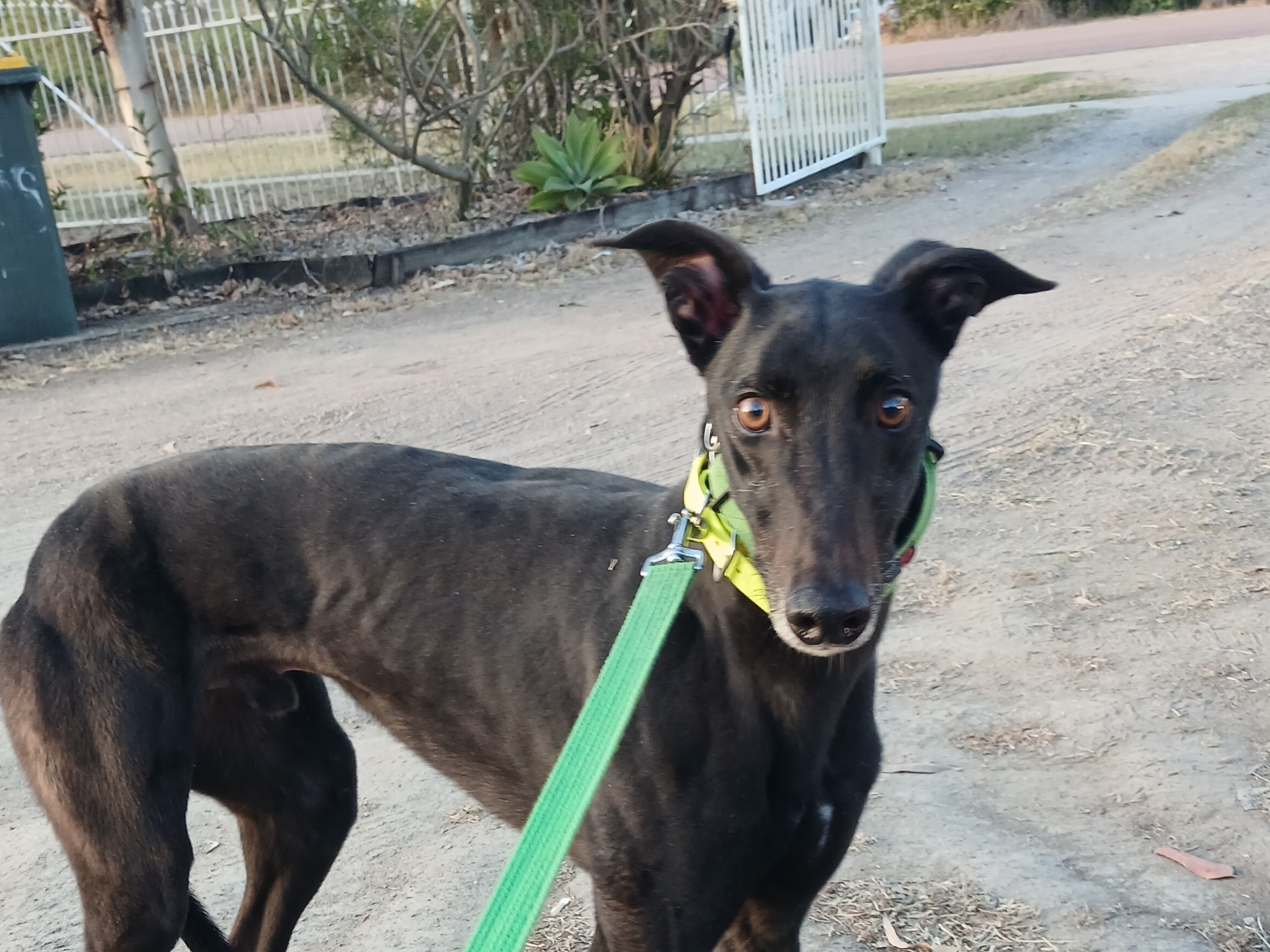 Image of Buddy