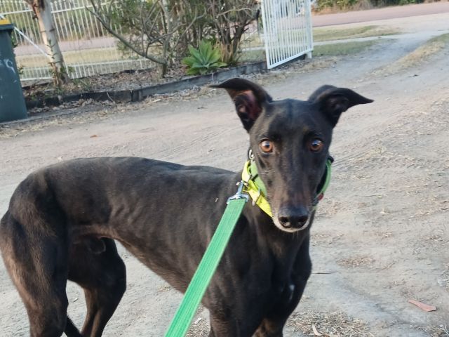 Photo of Buddy