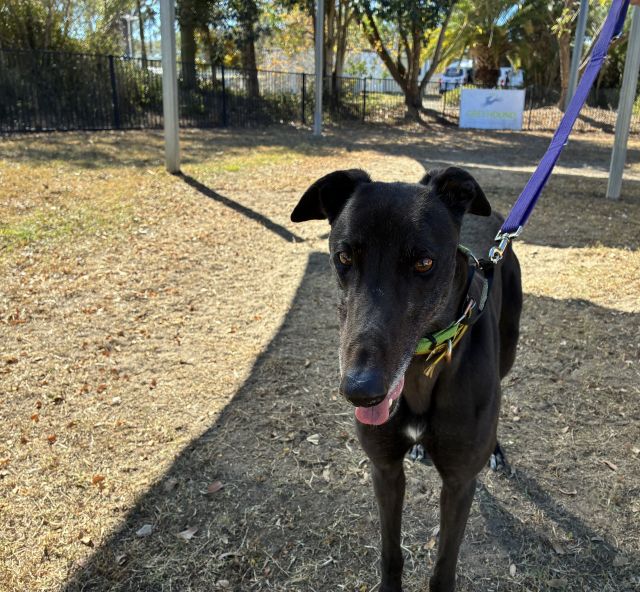 Photo of Onyx