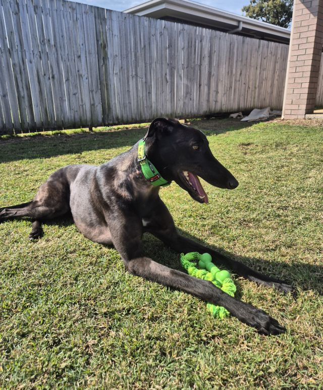 Photo of Albie