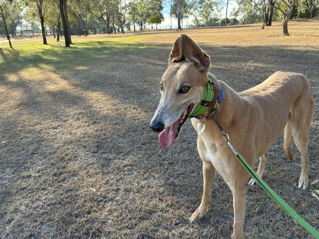 Photo of Cookie