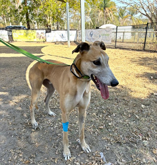 Photo of Blaze
