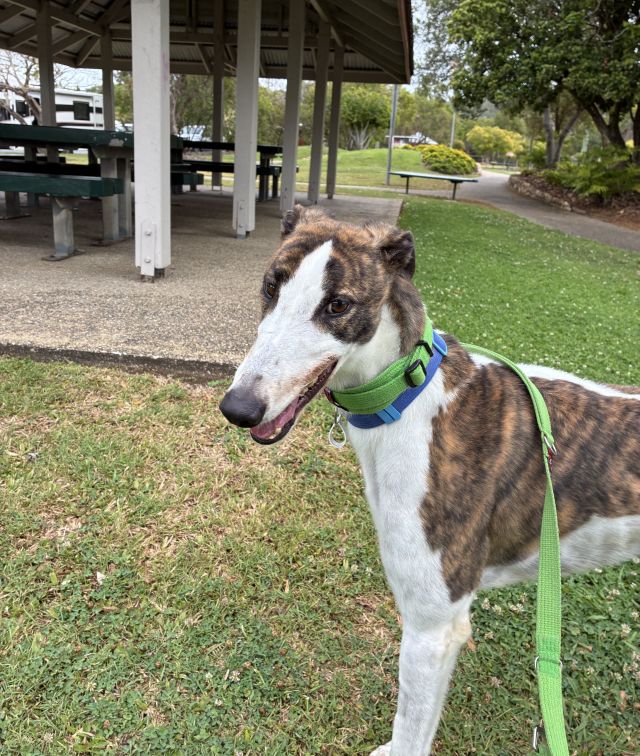 Photo of Dozer