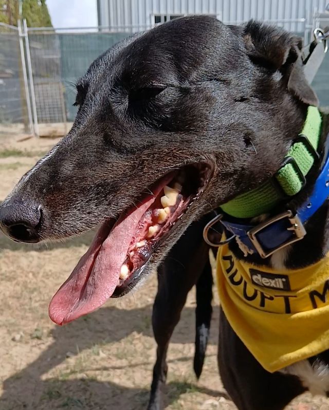 Photo of Shadow