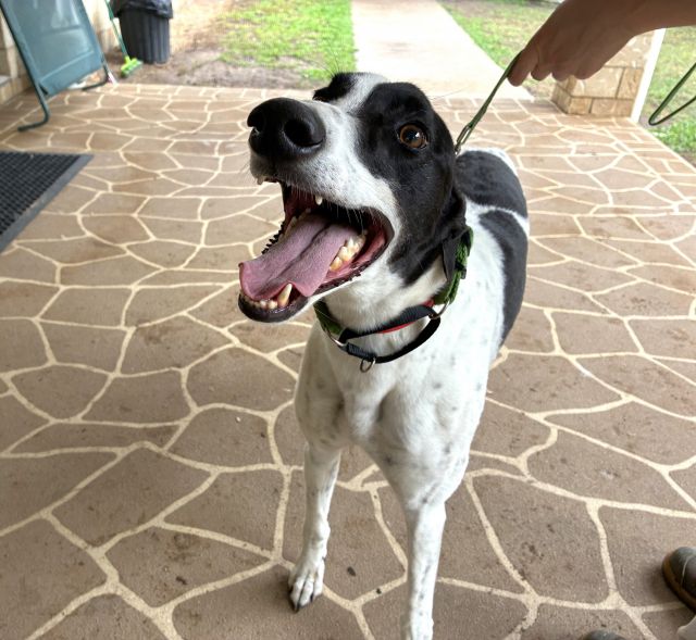 Photo of Darcy