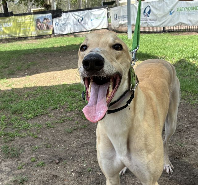 Photo of Digger