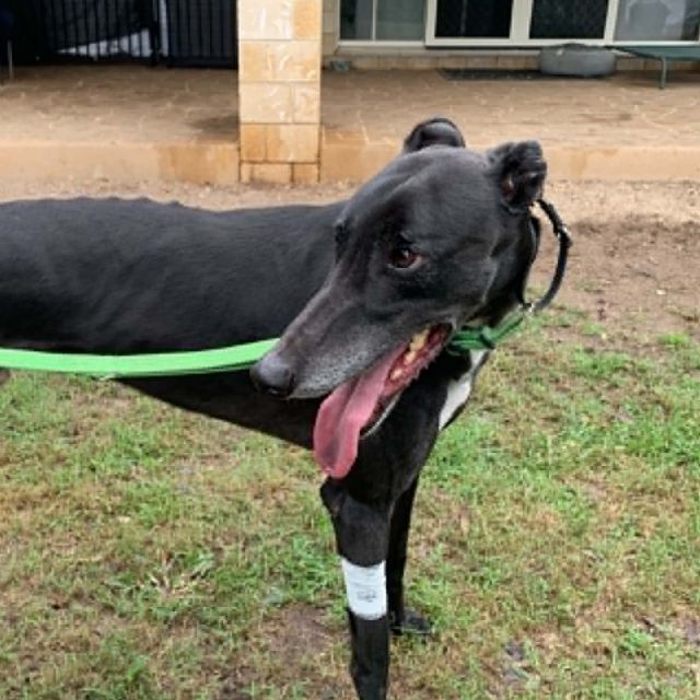 Photo of Ripley