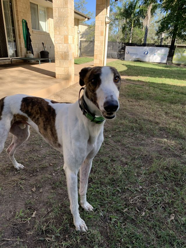 Photo of Dozer