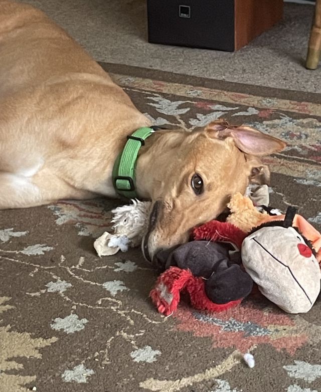 Photo of Tommy